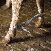 Imobilizator nailon picioare